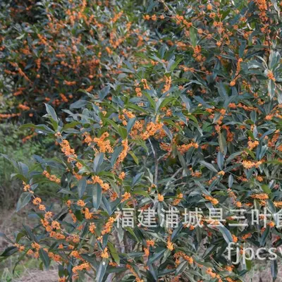 Tatlı Osmanthus Baharatı, 90 g