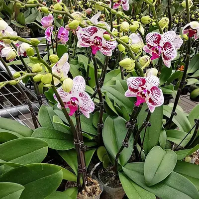 Orchid Support Clip, for Plant Stakes and Climbing Plants