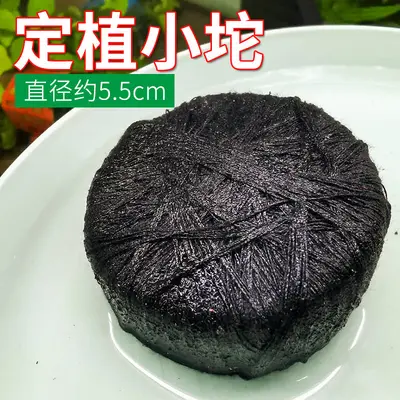 Aquarium Plant Anchoring Ring Set, Volcanic Stone and Ceramic, for Moss and Stem Plants - 10