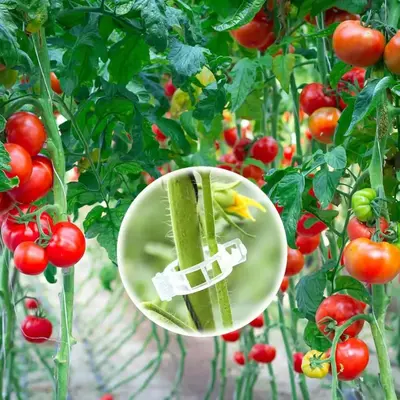 Tomaten-Rankenklammer für Gewächshaus, Kunststoff-Pflanzenclips
