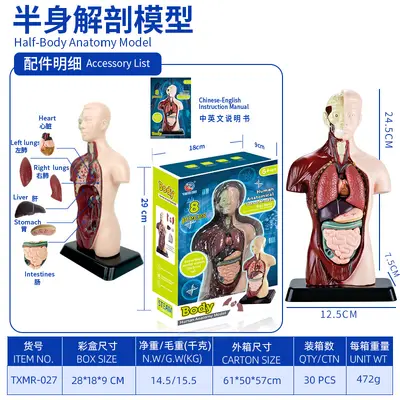 Children STEM Educational Toy, Removable Human Body Anatomy Model - 11