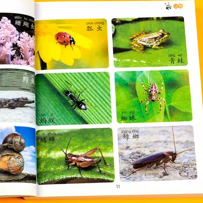 Children's Picture Book, Early Education, Ages 0-3 - 4