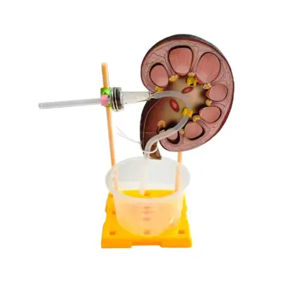 Kinder-DIY-Wissenschafts-Experimentierset mit Montagematerialien für Grundschüler - 5
