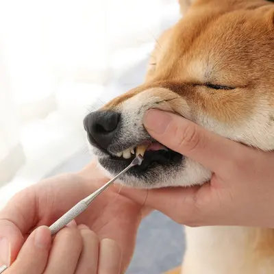 宠物狗狗猫咪洁牙器牙结石去除器锄型洁牙工具狗狗去牙垢结石刮刀