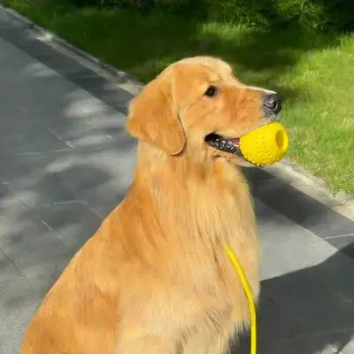EVA Dog Training Ball, Bite-Resistant and Easy to Clean, Small and Large Dogs - 5