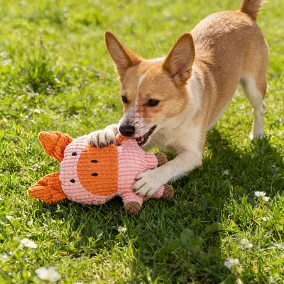 Squeaky Dog Toy, Pet Fun Toy, Cute Design - 4