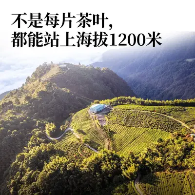 Taiwan Original Leaf Fruit Oolong Tea 25g Sample Vacuum Pack, High-End Brand Flavored Tea Private Label Gift Customization