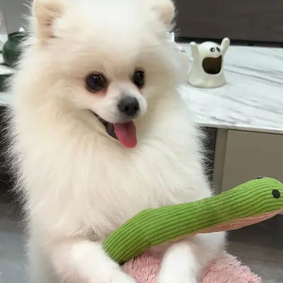 Yılan Oyuncak Taklit Kedi Oyun Aracı Kedi Kendi Kendine Eğlenme Yeni Model Taklit Evcil Hayvan Ürünleri Küçük Oyuncak Üretici Doğrudan Toptan Satış