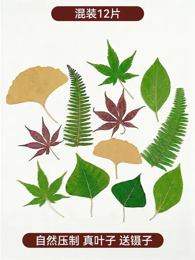 Dried and Pressed Flower DIY Material Pack for Resin Crafts - 7