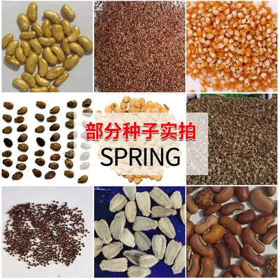 Four-Season Vegetable Seed Collection for Balcony and Garden, Fruit and Vegetable Seeds