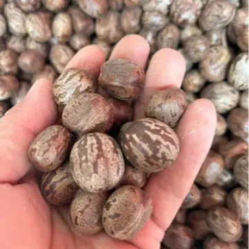 Rubber Fruit Seeds, Bird Egg Fruit and Bodhi Flower Cardamom for Handmade Wind Chimes