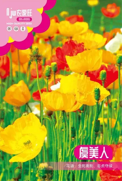 Mixed Flower Seed Set, 9 Varieties Including Cosmos, Sunflower and Lotus - 9