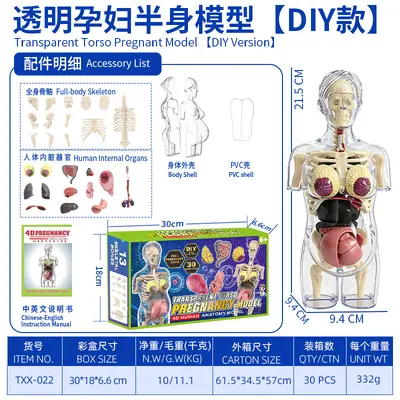 Children STEM Educational Toy, Removable Human Body Anatomy Model - 13