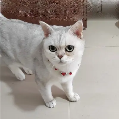 亚马逊仿珍珠桃心宠物项链项圈猫咪狗狗公主风轻奢项链饰品 - 8