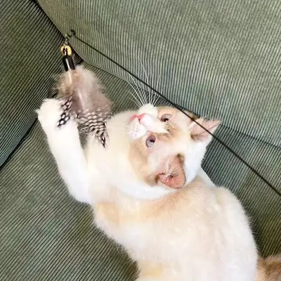 CFA Cat Teaser Wand, Long Pole with Feathers, Chew-Resistant, Replaceable Head - 4
