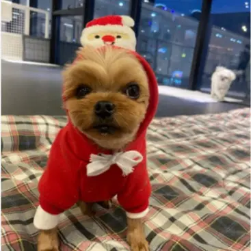 Haustier Hunde Katzen Pullover Herbst und Winter Neue Teddy French Bulldog Mittelgroße Hunde Weihnachten Katzenzubehör Kleidung