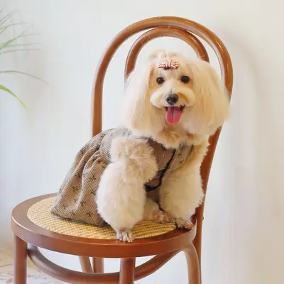Kleid mit Fleecefutter aus Cord für Katzen und Hunde, für Herbst und Winter