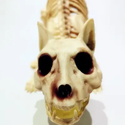 Realistisches Halloween-Katzenskelett als Dekoration und Scherz-Requisite