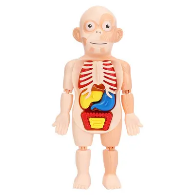 DIY-Menschliche Organmodelle Lernspielzeug für Kleinkinder