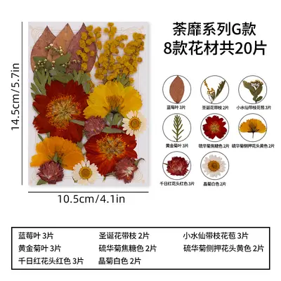DIY Photo Frame Craft Kit with Dried Real Flowers and Plant Specimens - 13