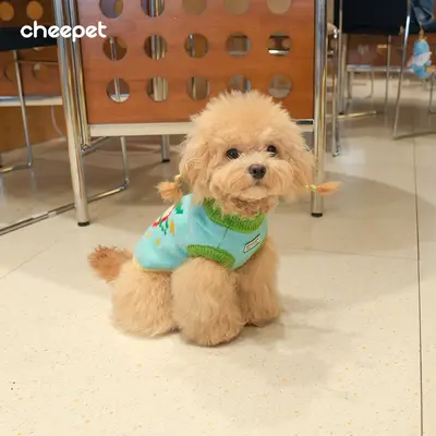 Pomeranian Köpek Kazağı, Kolsuz Örme, Sonbahar Kış