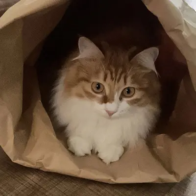 Kedi Oyuncak Tüneli, Kraft Kağıt Torba, Kendi Kendine Oynayan Kedi Tüneli - 5
