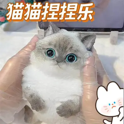 Hand-Painted Giant Chubby Cat Squishy Stress Relief Toy, DIY - 8