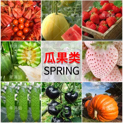 Spring Vegetable and Fruit Seeds: Lettuce, Beans, Corn, Watermelon, Tomato, Pepper - 5