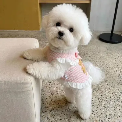 Küçük köpekler için pamuklu astarlı prenses elbisesi, sonbahar kış