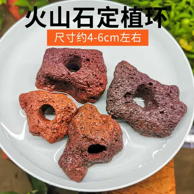 Aquarium Plant Anchoring Ring Set, Volcanic Stone and Ceramic, for Moss and Stem Plants - 8