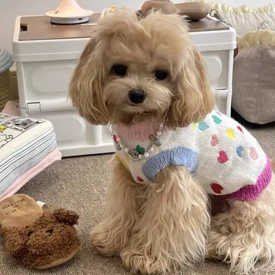 Knitted Dog Sweater for Small Breeds, Autumn and Winter Pet Clothes - 1