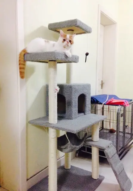 Fabrika doğrudan satış toptan ısmarlama evcil hayvan malzemeleri kedi oyuncakları kedi tırmanma çerçevesi kedi tırmalama tahtası kedi ağacı 23 gri