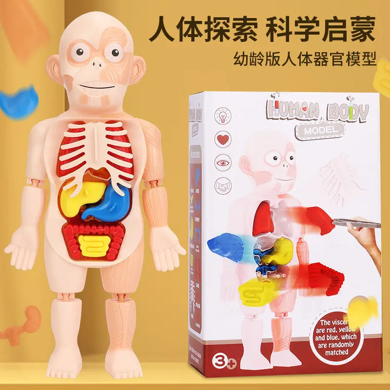 DIY insan organ modeli eğitim oyuncağı, küçük çocuklar için