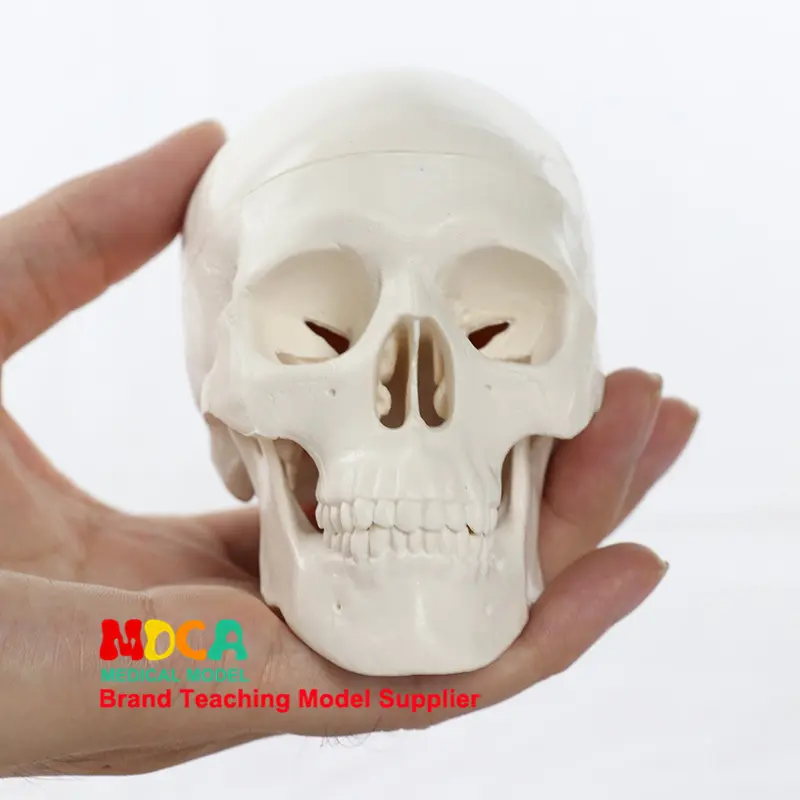 Mini-Schädelmodell, medizinisches Anatomie-Lehrmodell, MTG001
