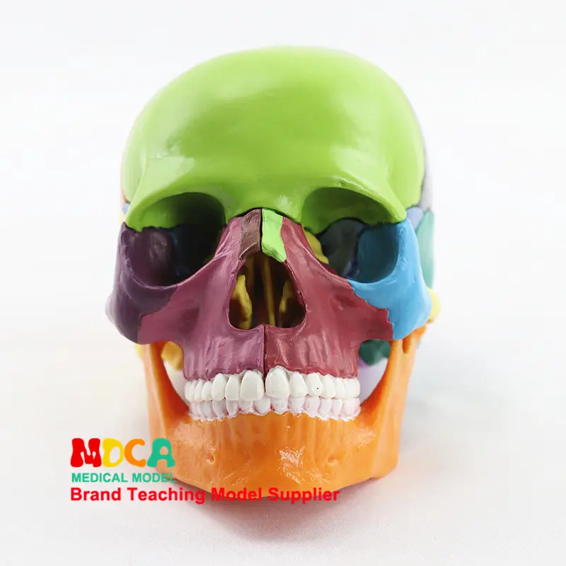 15-Piece Removable Colored Human Skull Model 1:2 Scale for Medical Education, MTG015